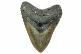 Serrated, Fossil Megalodon Tooth - North Carolina #331086-1